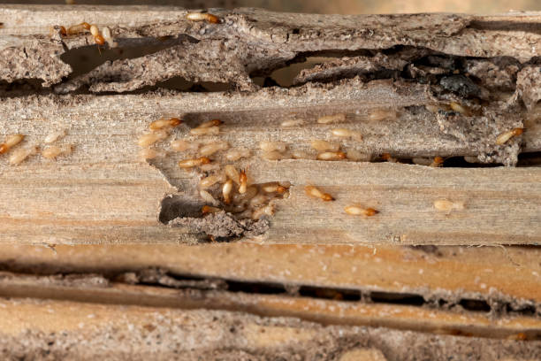 Best Pest Removal Services  in Osprey, FL